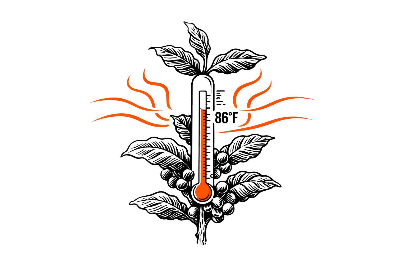 Thermometer and coffee plant