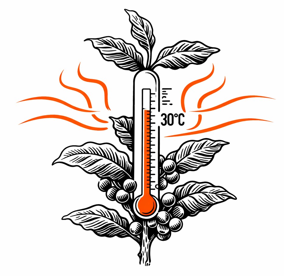 Termómetro y planta de café